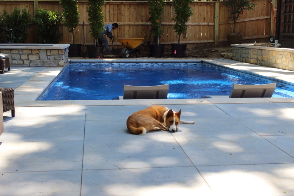 Dogs in Pools: Can My Dog Swim in My Fiberglass Pool?